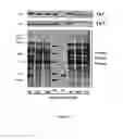 Fig. 05 - PROCESS FOR THE SEQUESTRATION OF CARBON DIOXIDE AND THE FERMENTATIVE PRODUCTION OF ORGANIC COMPOUNDS