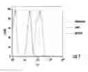 Fig. 08 - Red fluorescent aldehyde dehydrogenase (ALDH) substrate