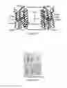 Fig. 06 - Optogenetic probes for measuring membrane potential
