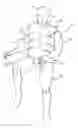 Fig. 01 - Shoulder kit assembly for crash test dummy