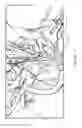 Fig. 35 - Surgical simulation models, materials, and methods