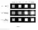 Fig. 04 - Buckled organic light emitting diode for light extraction without blurring
