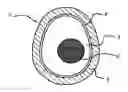 Fig. 01 - Apparatus for cooking an egg using microwave radiation