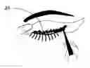 Fig. 01 - EYELINER STENCIL AND EYELINER APPLICATION METHOD THEREFOR