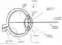 Fig. 01 - Time-based unobtrusive active eye interrogation