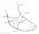 Fig. 01 - Baby foot strap