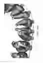Fig. 52 - Unified three dimensional virtual craniofacial and dentition model and uses thereof