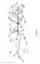 Fig. 11 - Intracardiac cage and method of delivering same