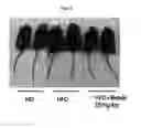Fig. 06 - Composition for inducing differentiation into beige and brown adipocytes and method of inducing the same