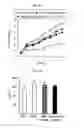 Fig. 07 - Composition for inducing differentiation into beige and brown adipocytes and method of inducing the same