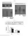 Fig. 08 - Composition for inducing differentiation into beige and brown adipocytes and method of inducing the same