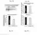 Fig. 06 - Effective Amounts of (3aR)-1,3a,8-Trimethyl-1,2,3,3a,8,8a-hexahydropyrrolo[2,3 b]indol-5-yl Phenylcarbamate and Methods of Treating or Preventing Neurodegeneration