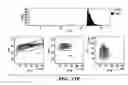Fig. 41 - Methods and compositions relating to the treatment of cancer