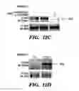 Fig. 43 - Methods and compositions relating to the treatment of cancer