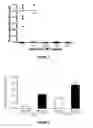 Fig. 02 - Peptide compounds and methods of production and use thereof