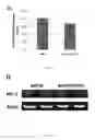 Fig. 07 - Compositions and methods for treating cognitive deficits