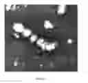 Fig. 09 - Functional influenza virus like particles (VLPs)