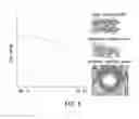 Fig. 02 - NOVEL PH -SWITCHABLE PEPTIDES FOR MEMBRANE INSERTION AND PORE FORMATION