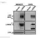 Fig. 13 - COMPOUNDS THAT BIND DYSTROGLYCAN AND USES THEREOF
