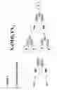 Fig. 06 - Methods and Compositions for Generating Bioactive Assemblies of Increased Complexity and Uses