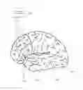 Fig. 01 - Treatment of language, behavior and social disorders