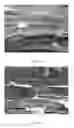 Fig. 02 - Crosslinked cellulosic membranes