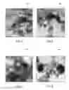 Fig. 03 - METAL NANOPARTICLES AND METHODS FOR THEIR PREPARATION AND USE