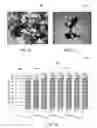 Fig. 06 - METAL NANOPARTICLES AND METHODS FOR THEIR PREPARATION AND USE