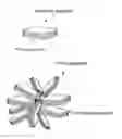 Fig. 01 - Disk roll and base material thereof