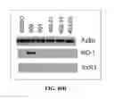 Fig. 49 - Antioxidant inflammation modulators: oleanolic acid derivatives with amino and other modifications at C-17