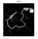 Fig. 08 - POLYPEPTIDES FOR BLOOD BRAIN BARRIER TRANSPORT