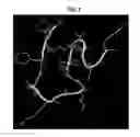 Fig. 09 - POLYPEPTIDES FOR BLOOD BRAIN BARRIER TRANSPORT