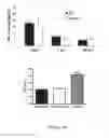 Fig. 02 - ANTIBODIES TO NTB-A
