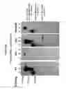 Fig. 03 - Methods of producing antibodies specific for p95