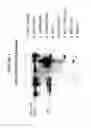 Fig. 06 - Methods of producing antibodies specific for p95