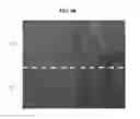 Fig. 07 - Organic insulating material and flexible display including the same