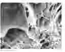 Fig. 01 - Smectite clay low-density polyethylene nanocomposite