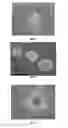 Fig. 04 - Media for stem cells