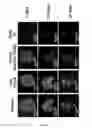 Fig. 12 - Media for stem cells