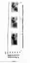 Fig. 14 - Media for stem cells