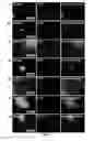 Fig. 15 - Media for stem cells