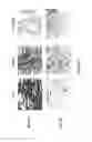 Fig. 10 - ADIPOSE-DERIVED STEM CELLS AND LATTICES