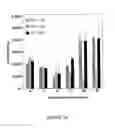 Fig. 44 - ADIPOSE-DERIVED STEM CELLS AND LATTICES