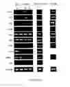 Fig. 48 - ADIPOSE-DERIVED STEM CELLS AND LATTICES