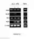 Fig. 49 - ADIPOSE-DERIVED STEM CELLS AND LATTICES