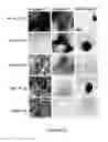 Fig. 50 - ADIPOSE-DERIVED STEM CELLS AND LATTICES