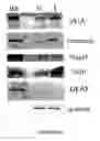 Fig. 63 - ADIPOSE-DERIVED STEM CELLS AND LATTICES
