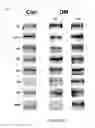 Fig. 76 - ADIPOSE-DERIVED STEM CELLS AND LATTICES
