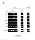 Fig. 79 - ADIPOSE-DERIVED STEM CELLS AND LATTICES