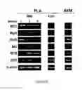 Fig. 80 - ADIPOSE-DERIVED STEM CELLS AND LATTICES